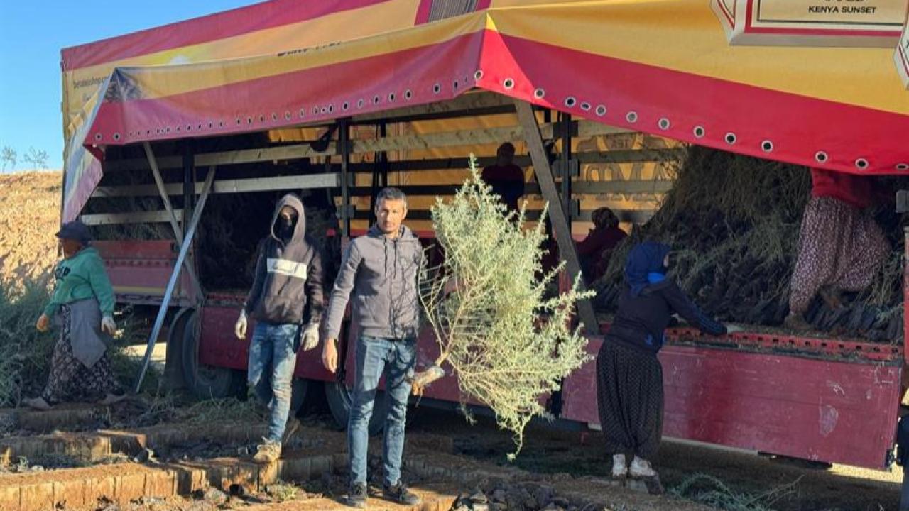 TUZ ÇALISI FİDANLARI MALATYA’DA MERALARA DİKİLECEK