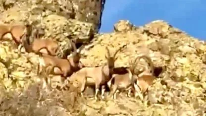 “YABAN KEÇİLERİNE SAHİP ÇIKMALIYIZ”