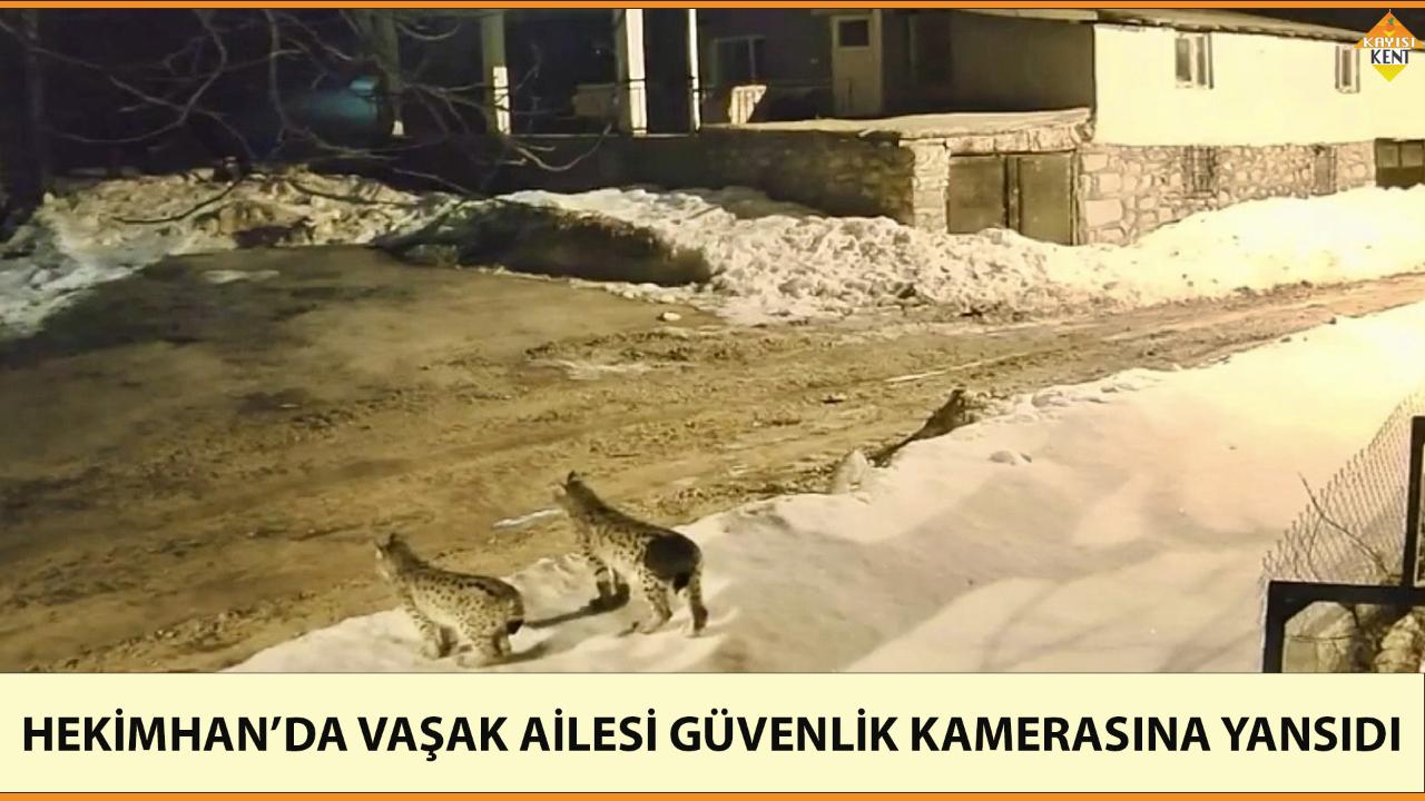 HEKİMHAN’DA VAŞAK AİLESİ GÜVENLİK KAMERASINA YANSIDI