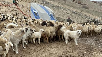 MALATYA’DA KUZU DOĞUM SEZONU BAŞLADI