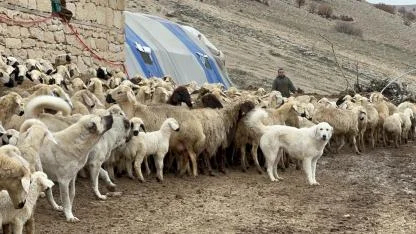 MALATYA’DA KUZU DOĞUM SEZONU BAŞLADI