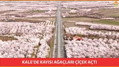 KALE’DE KAYISI AĞAÇLARI ÇİÇEK AÇTI