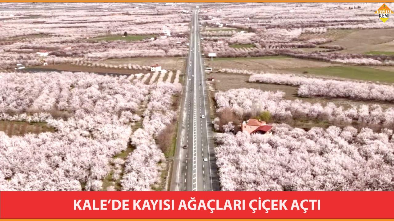 KALE’DE KAYISI AĞAÇLARI ÇİÇEK AÇTI