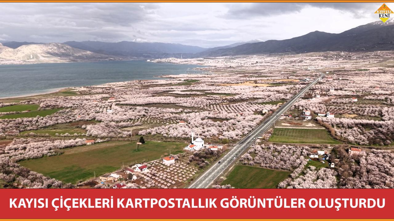 KAYISI ÇİÇEKLERİ KARTPOSTALLIK GÖRÜNTÜLER OLUŞTURDU
