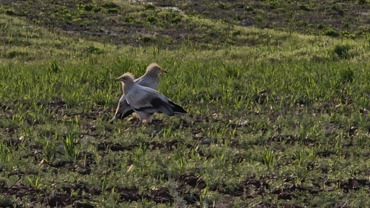 Adıyaman’da Koruma Altındaki Küçük Akbabalar Görüntülendi