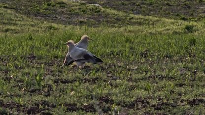Adıyaman’da Koruma Altındaki Küçük Akbabalar Görüntülendi