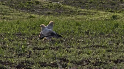 Adıyaman’da Koruma Altındaki Küçük Akbabalar Görüntülendi