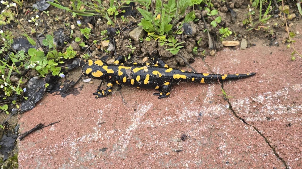 Gündüzbey’de  Anadolu Semenderi Ortaya Çıktı