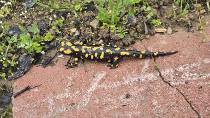 Gündüzbey’de  Anadolu Semenderi Ortaya Çıktı