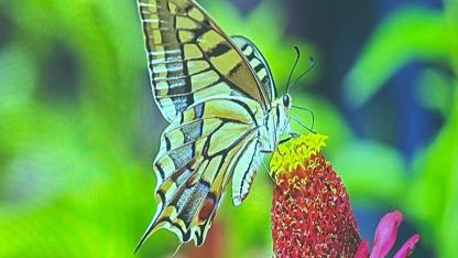 Malatya Kelebek Çeşitliliğiyle İlk 5’te Yer Aldı