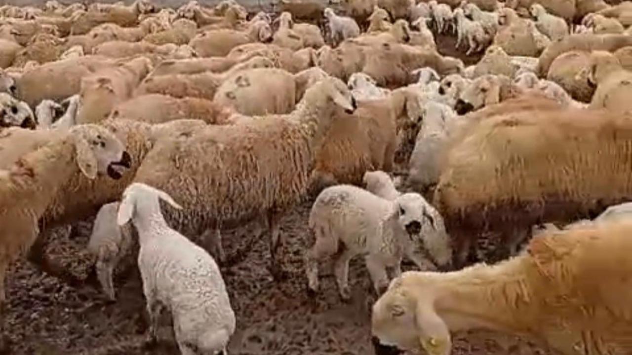 Yarımca’da Kar Altında Zorlu Üretim Yapıyor